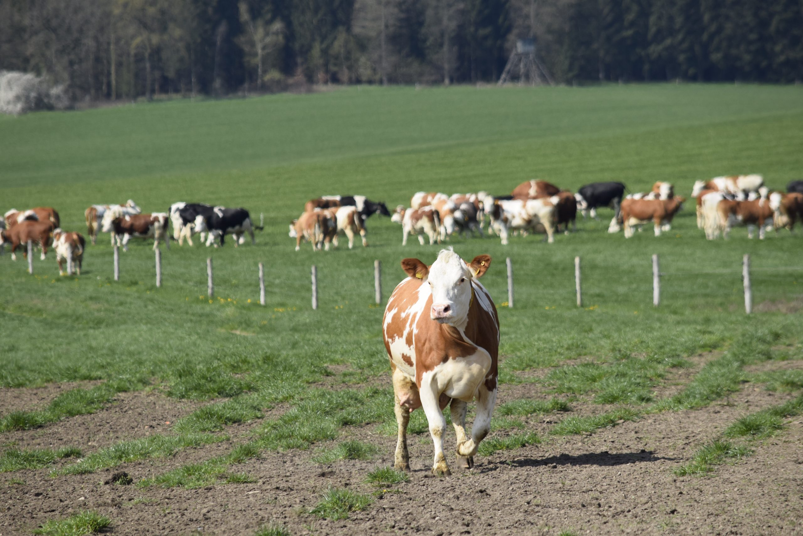 Home - ERVEMA agrar Gesellschaft Wöhlsdorf mbH